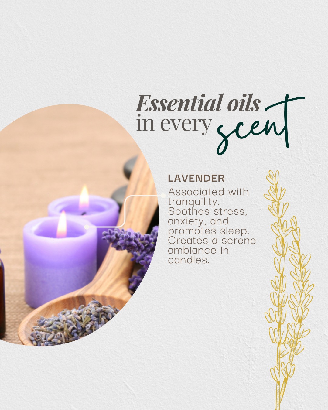 Lavender candles with dried lavender and essential oil